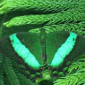 Meet your Posher, Kat